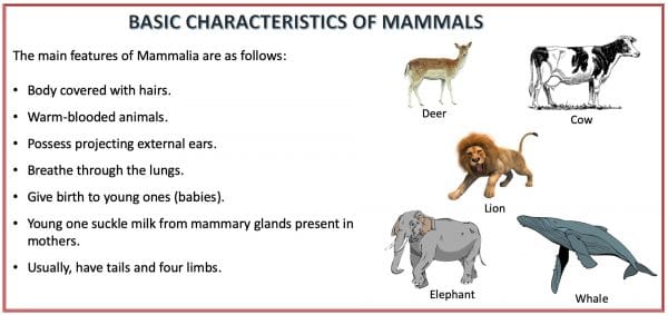 Animal Kingdom - Classification, Characteristics And ...