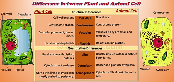 Difference between Plant and Animal Cell » Selftution