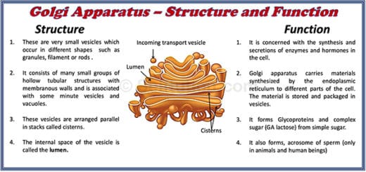 Structure And Function Of A Cell And Its Organelles » Selftution