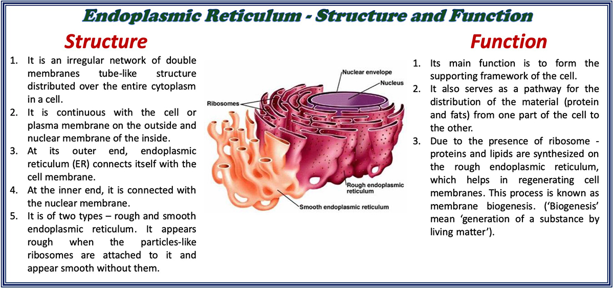 What Is The Purpose Of The Rough Endoplasmic Reticulum In An Animal Cell