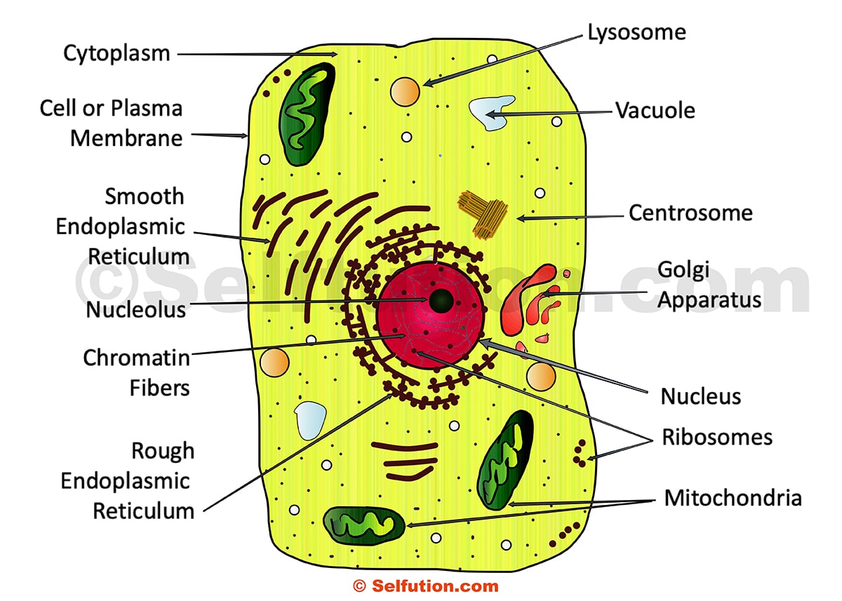 Structure And Function Of A Cell And Its Organelles » Selftution