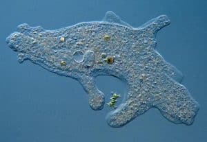 Characteristics of living and nonliving being Amoeba