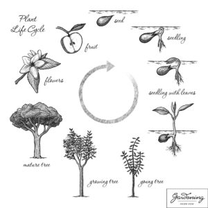 Selftution Characteristics of living and non living things - Life cycle of plants