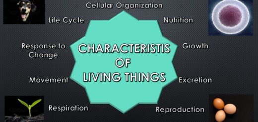 Characteristics of living things. Nine characteristics of living things that differentiate them from nonliving things are cellular organization, nutrition, growth, excretion, reproduction, respiration, locomotion, response to change, and life cycle.