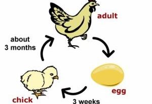 Reproduction - one of the characteristics of living things is depicted in the picture. A hen lays eggs, which hatch into chicks, who grow into hens or rooster.