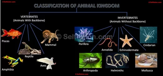 Classification of the animal kingdom.