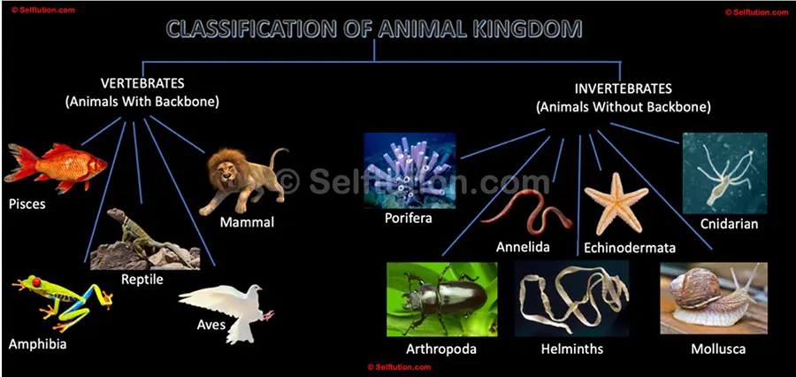 Classification of the animal kingdom into groups invertebrates and vertebrates. Invertebrates are further classified into - Porifera, Cnidarians, Helminths, Annelids, Arthropoda, Mollusca, Echinodermata, and Vertebrates are further classified into - Pisces, Amphibia, Aves, Reptiles, Mammals.