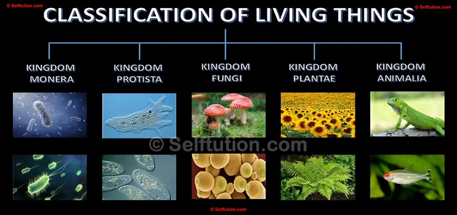 New Classification of Living Things