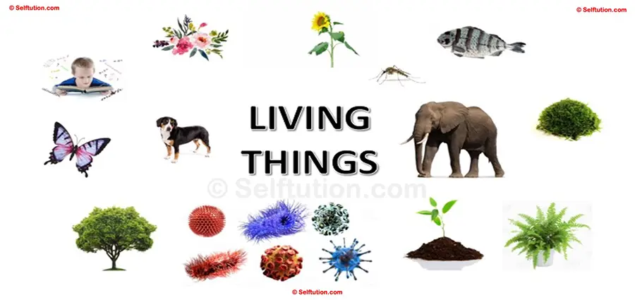 Living Things Examples