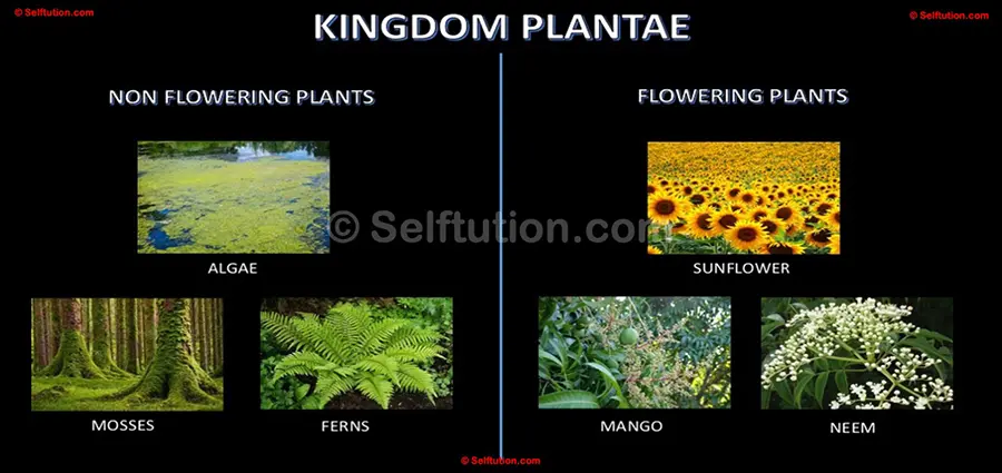 Classification and examples of the Kingdom Plantae or the Plant Kingdom - Flowering and nonflowering plants. This image depicts examples of the kingdom plantae or the plant kingdom based on characteristics that plant bear flower or not.