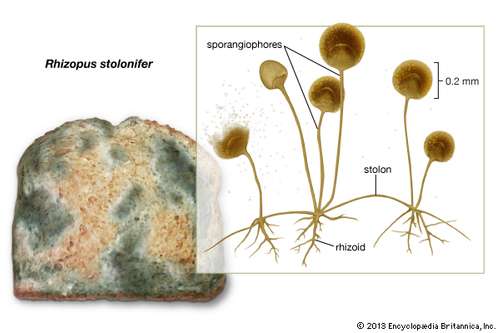 Bread Mould Fungi