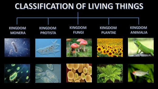 Classification of Living Things. Robert Whittaker, an American scientist proposed a new classification of living things. Under this classification, he divided all living things into five different groups which are Monera, Protista, Fungi, Plantae, and Animalia.