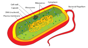 Simplified Internal Structure of Bacteria