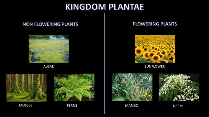 Classification and examples of the Kingdom Plantae or the Plant Kingdom - Flowering and nonflowering plants. This image depicts examples of the kingdom plantae or the plant kingdom based on characteristics that plant bear flower or not.