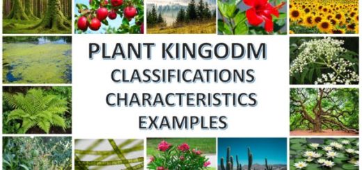 Plant Kingdom or kingdom plantae Examples, Characteristics, Classifications