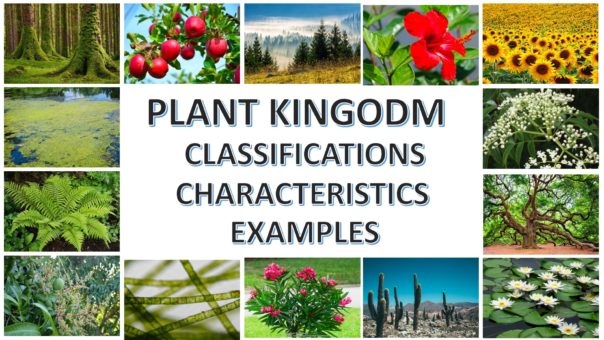 Kingdom Plantae Examples, Classification and Characteristics » Selftution