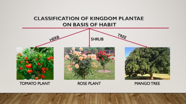 A Classification of Plant Kingdom or the Kingdom Planate on the basis of habit. This image depicts examples of plant kingdom based on characteristics of habit. 