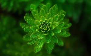 Ferns - Plants used for decoration - One of the classification of plant kingdom which do not bear flowers 