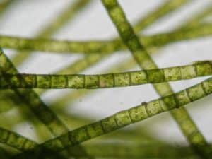 Filamentous Algae - One of the classification of plant kingdom which do not bear flowers 