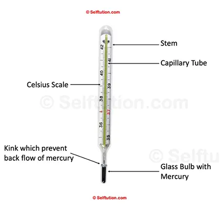 Image depicts various parts of clinical thermometer - stem, capillary tube, glass bulb mercury and kink which prevents back flow of mercury