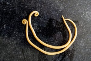 Nematodes or Roundworms as the name suggest is that, that their body is rounded and unsegmented. Except for a few, most of them are a very small organism. Most of them live as parasites in the body of other animals, including humans.