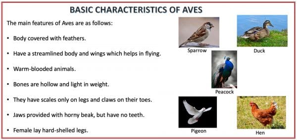 The image depicts the basic characteristics along with examples of Aves (vertebrates, animals) one of the classifications of the animal kingdom. One of the main characteristics of Aves (vertebrates, animals) is that they possess wings that help them in flying. The other characteristics of Aves (vertebrates, animals) are as follows - Aves have a streamlined body along with feathers and wings which help in flying. Their bones are hollow and light in weight. Although all birds do not fly. Ostrich is one such bird. Apart from mammals, they are the only warm-blooded animals. They possess scales but only on legs and their toes. Aves's jaws are provided with horny beak but have no teeth. Aves female gives birth by laying hard-shelled eggs. Examples of Aves: Pigeon, sparrow, parrot, peacock, hen, duck, etc.