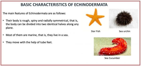 Echinodermata an invertebrate, classification of animal kingdom. The main characteristics of Echinodermata are - body is rough, spiny and radially symmetrical, that is, the body can be divided into two identical halves along any plane, most of them are marine, that is, they live in a sea, move with the help of tube feet.