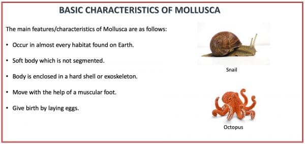 Mollusca, an invertebrate, classification of animal kingdom. The main characteristics of Mollusca are - a soft body which is not segmented, body is enclosed in a hard shell, they, move with the help of a muscular foot, the numbers of feet may vary from, no foot to eight feet.
