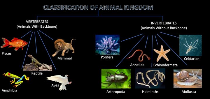 Animal Kingdom - Classification, Characteristics And Examples » Selftution
