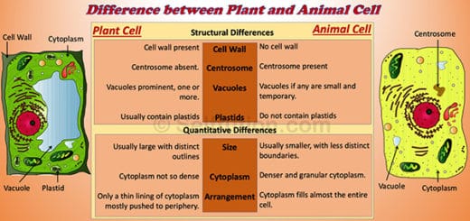 difference-between-plant-and-animal-cell-selftution