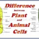 Difference between plant and animal cell