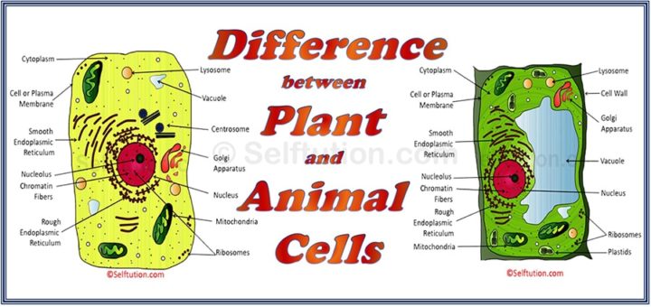 Difference between Plant and Animal Cell » Selftution