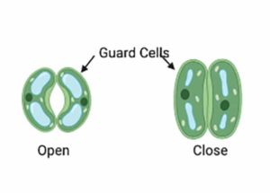 Stomata Guard Cell with open and close pore