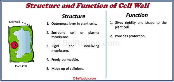 Structure and Function of Cell Wall