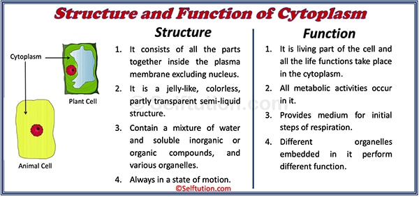 Structure and Function of Cytoplasm