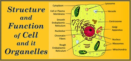 Structure and Function of cell and its organelles