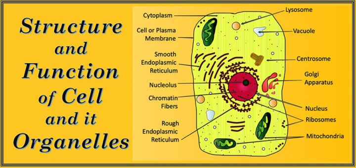 Structure and Function of cell and its organelles