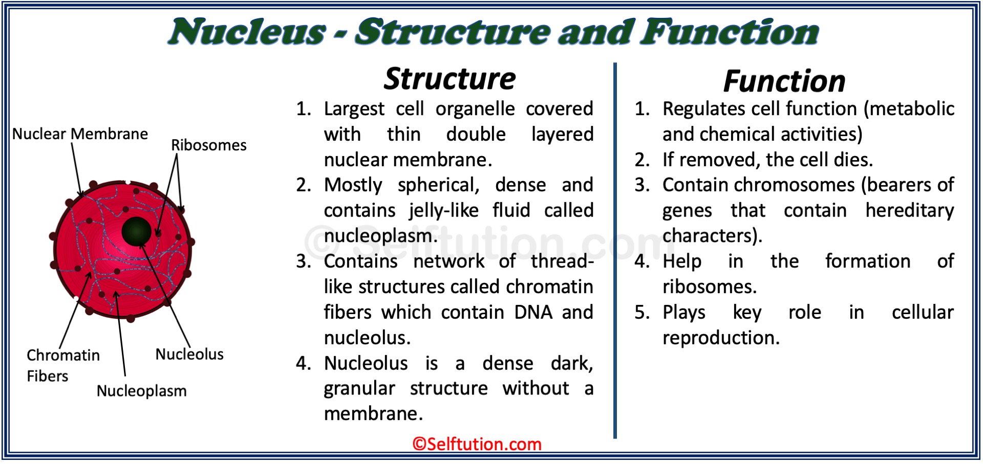 Structure and Function of the Nucleus of the cell