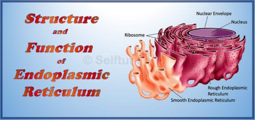 Structure and function of endoplasmic reticulum