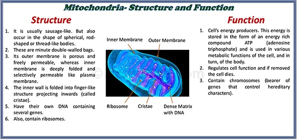 Structure, characteristics, function of mitochondria in cell