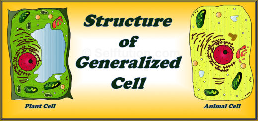 Structure of Generalized Plant and animal Cell without label