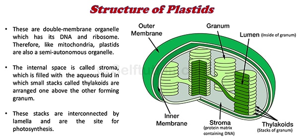 Structure of Plastids in the cells
