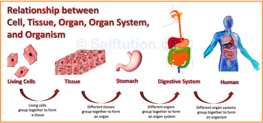 What are tissues and Relationship between cell, tissue, organ, organ system, and organism