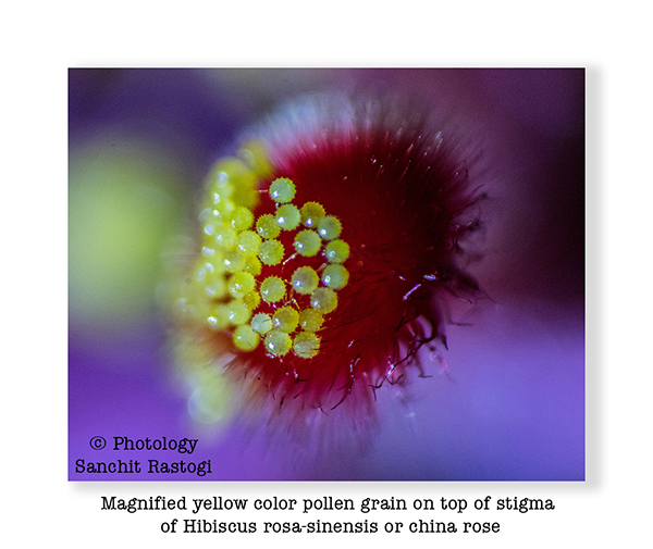 Magnified yellow color pollen grain on top of stigma or gynoecium of Hibiscus rosa-sinensis or china rose
