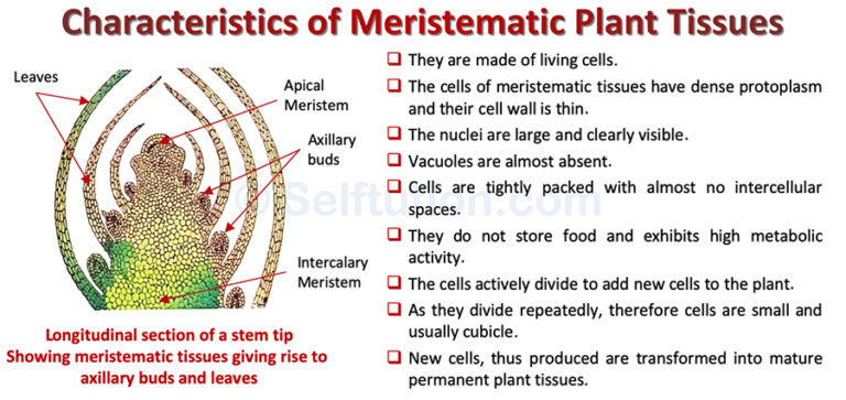 Meristematic Plant Tissues And Meristem | Types & Examples » Selftution