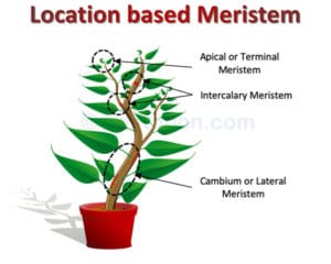 Location based plant Meristem