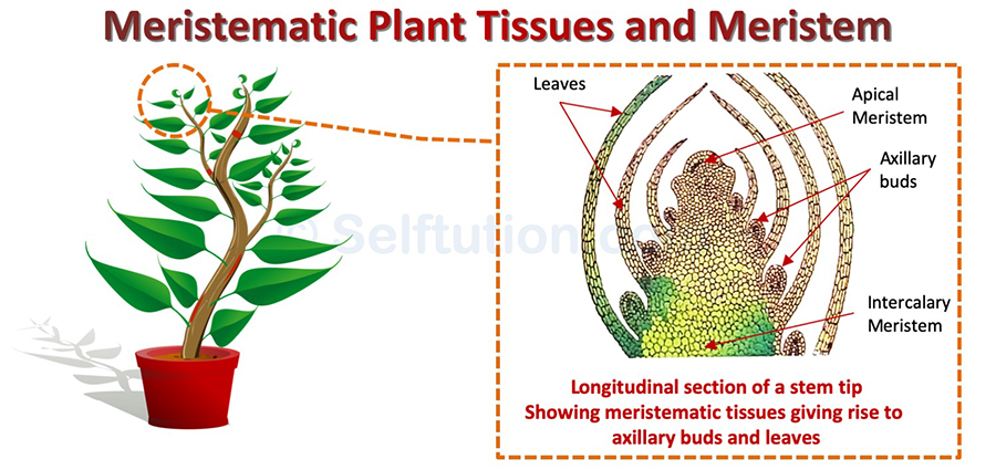 Meristematic Plant Tissues and Meristem | Types & Examples » Selftution