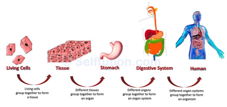 what-are-tissues-definition-types-and-examples-selftution