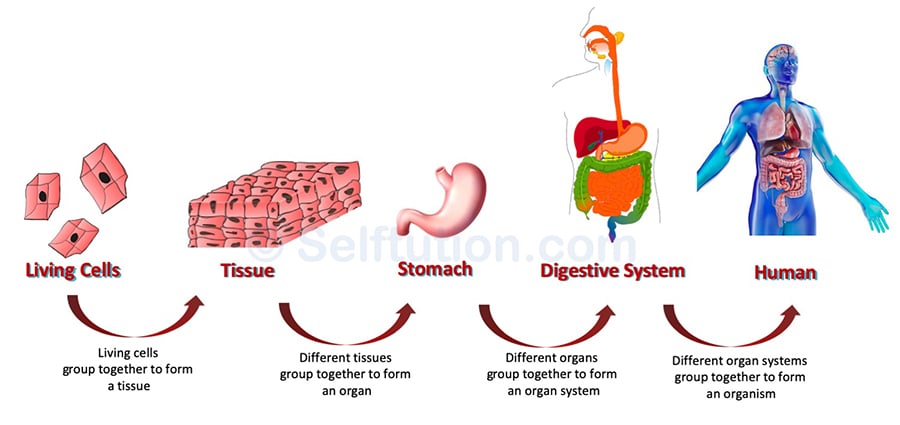 Relationship between cell, tissues, organ, organ system, and organism