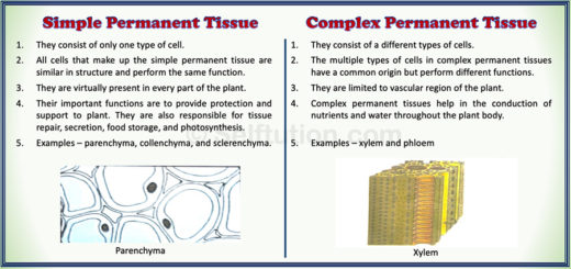 Simple and Complex Permanent Tissues, difference and examples